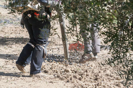 Jaen, Spain - January 2008, 23: Farmer during the campaign of olive in a field of olive trees, farmer accumulating olives with a rake, take in Jaen, Spainのeditorial素材