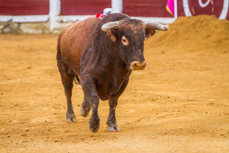 Ubeda, SPAIN - October 4, 2010: Capture of the figure of a brave bull of hair brown color in a bullfight, Spainのeditorial素材