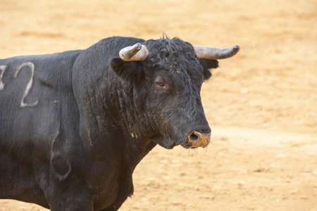 Ubeda, SPAIN - October 2, 2010: Capture of the figure of a brave bull of hair black color in a bullfight, Spainのeditorial素材