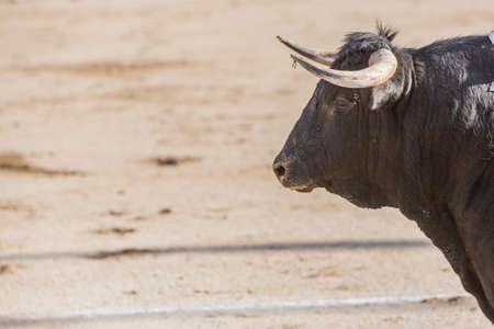 Linares, SPAIN - August 28, 2010: Capture of the figure of a brave bull of hair black color in a bullfight, Spainのeditorial素材