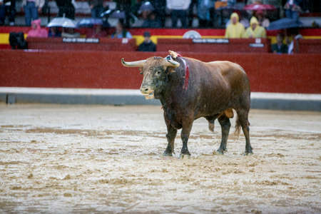 Jaen, SPAIN -October 18, 2008: Capture of the figure of a brave bull of hair brown color in a bullfight, Spainのeditorial素材