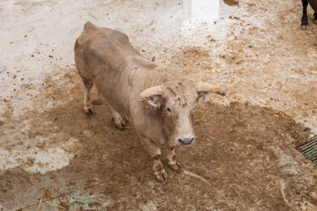 Spanish brave fight bull in the stable, Spainのeditorial素材