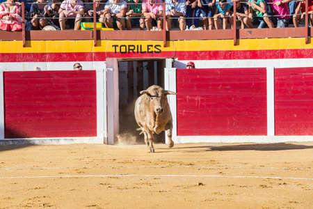 Sabiote, Spain - August 23, 2014: Capture of the figure of a brave bull in a bullfight going out of...