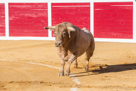 Sabiote, Spain - August 23, 2014: Capture of the figure of a brave bull in a bullfight, Sabiote, Spainのeditorial素材