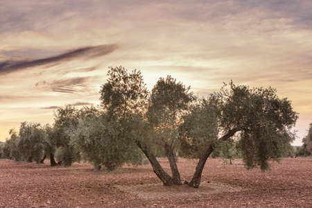 Olive tree from the picual variety near Jaen, Spainの写真素材