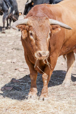 Herd of brave bulls grazing in the field, Andalusia, Spainの写真素材