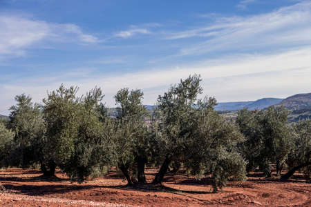 Olive tree from the picual variety near Jaen, Spainの写真素材