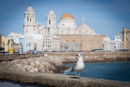 A gull watching in Paseo Campo del Sur (Cadiz Cathedral called Old Cadiz Cathedral or Church of Santa Cruz). Cadiz. Andalusia, Spainのeditorial素材