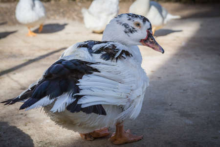 Domestic duck, domestic white ducks, naturally fed ducksの写真素材