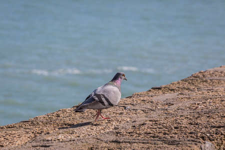 Paloma walking near the beach of La Caleta in Cadiz, Spainの写真素材