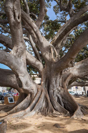 Cadiz Spain- April 1: Giant Rubber Tree "ficus macrophylla" aged more than one hundred years near the Beach "Playa De La Caleta", Cadiz, Andalusia, Spainのeditorial素材