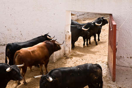 brave fight bull in the stableの写真素材