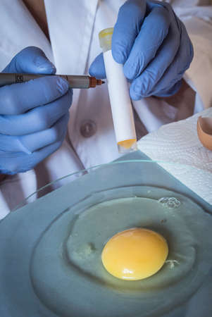 Scientist at laboratory investigates the crisis caused by the fraud of the contaminated eggs with fipronil in Spainの写真素材