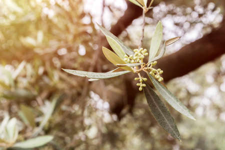 Detail of a branch of olive tree in flowering during spring, Andalusia, Spain