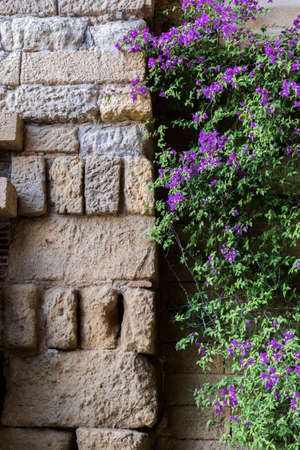 Castle of Almodovar del Rio, Detail of stone wall and beautiful purple flowers, It is a fortitude of Moslem origin, it was a Roman fort and the current building has definitely origin Berber, take in Almodovar of the Rio, Spainのeditorial素材