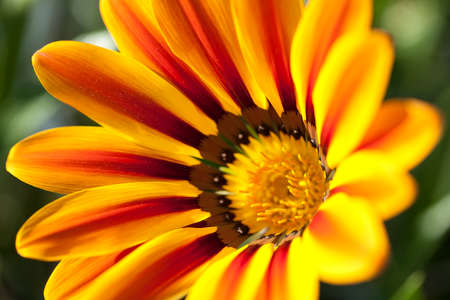 Gazania yellow and red color, macro detail