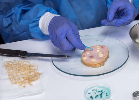 Expert analyzes stuffed meat contaminated by bacterium of listeria in laboratory, sprout caused in...
