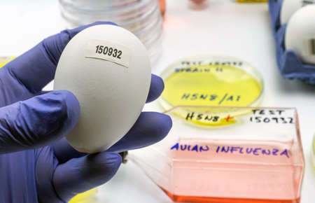 new H5N8 strain of avian influenza spread in humans, scientist with infected egg, conceptual imageの写真素材