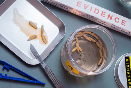 Analysis of larvae from corpse involved in murder in crime lab, conceptual image