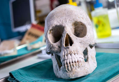 Skull adult person in murder investigation in a forensic laboratory, conceptual image