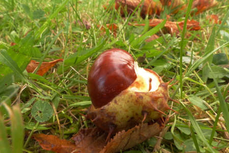autumn portion of chestnuts in the park