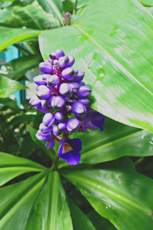 flowers of crested grebe with large green leavesの写真素材