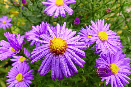 purple flowers of autumn plant astersの写真素材