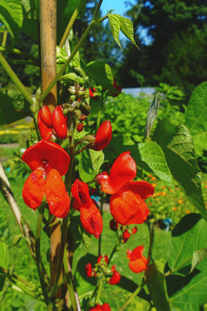 bright red flower of a scarlet beanの写真素材