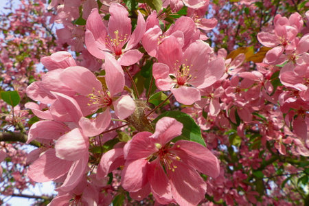 pink flowers of a Japanese cherry treeの写真素材