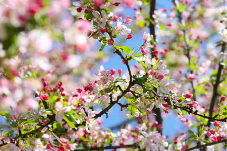 Flowersの写真素材