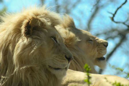 Lionsの写真素材