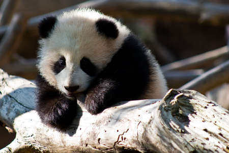 teething pandaの写真素材