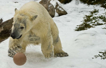 Polar bearの写真素材