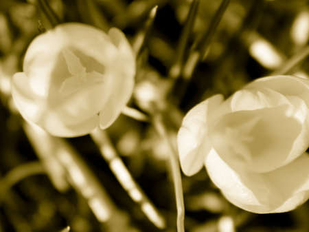 Sepia view of flowersの写真素材