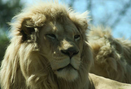 lion face onの写真素材