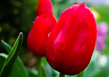 row of red tulipsの写真素材