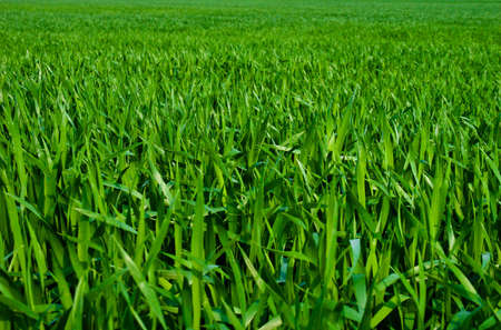 Early wheat field