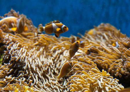 Clown fish and their homeの写真素材