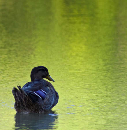 Duck being lazy, and enjoying the beautiful dayの写真素材