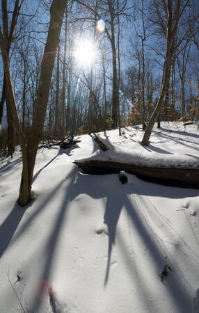 snow covered forest on sunny day の写真素材