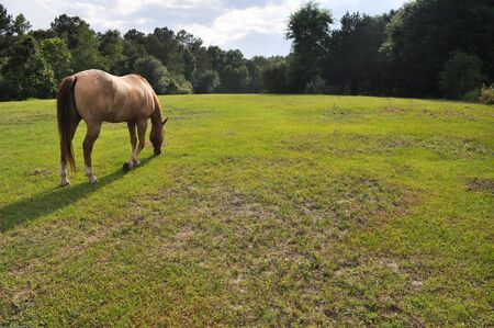 Horse on a summer mountain pastureの写真素材