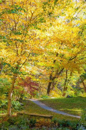 colorful autumnの写真素材