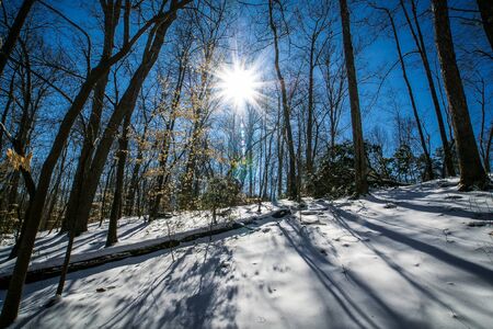 sunshine in winter forestの写真素材