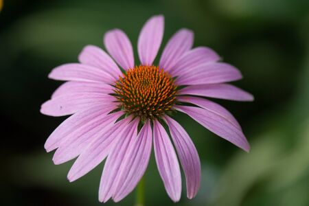 Purple echinaceaの写真素材
