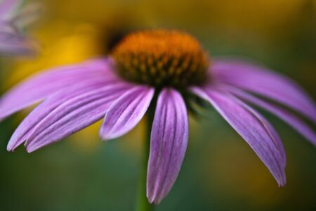 Purple echinaceaの写真素材