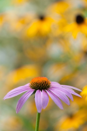 Purple echinaceaの写真素材