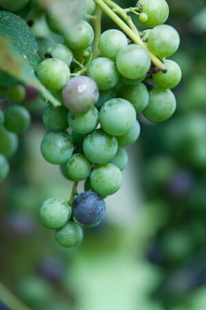 grape vineの写真素材