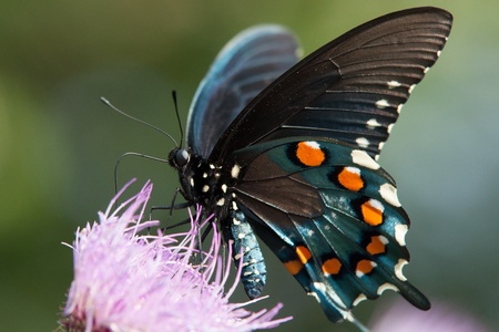 Butterflyの写真素材
