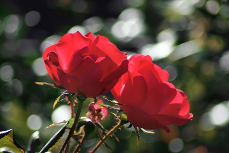 two red rosesの写真素材