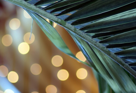  christmas palm treeの写真素材